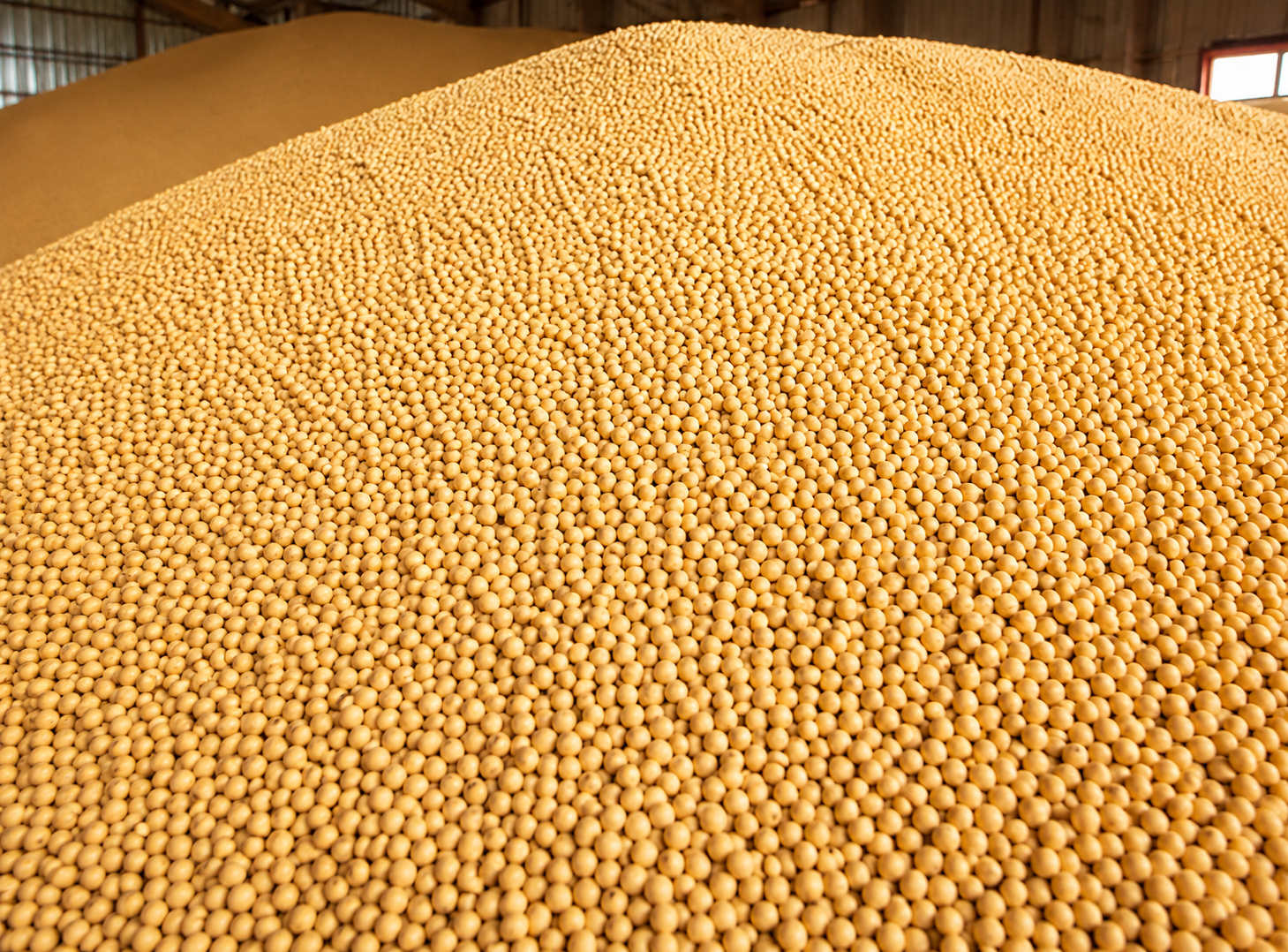 Soybean
